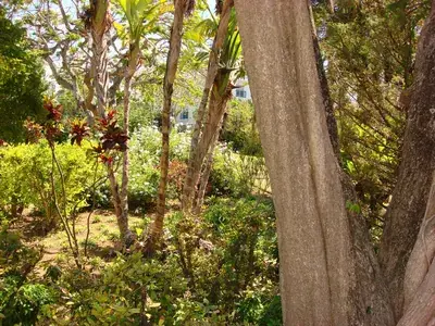Bermuda (30)